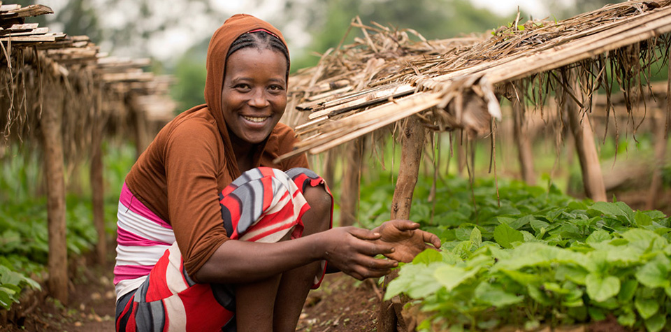 Agroforestry and coffee rejuvenation for self-sufficiency