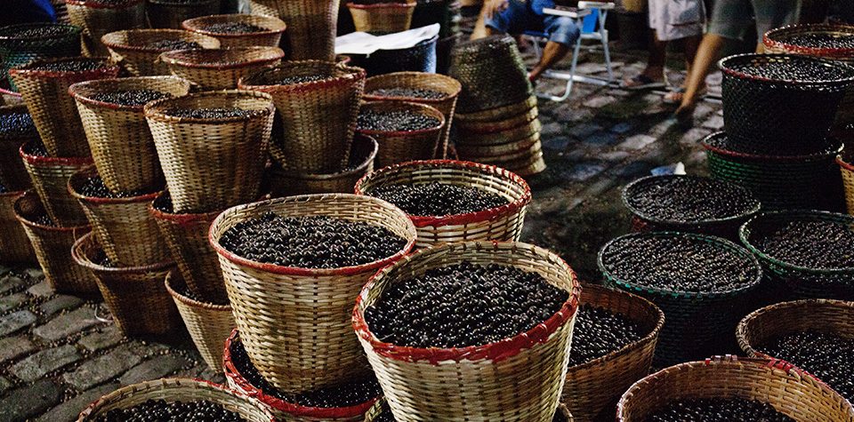 Melhoria da cadeia de suprimentos do açaí para um melhor sustento