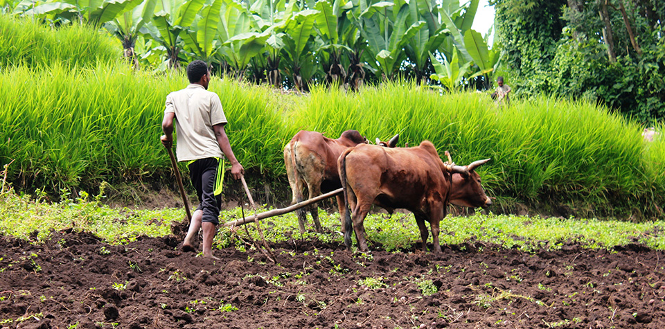 Resiliência através de práticas agrícolas inovadoras