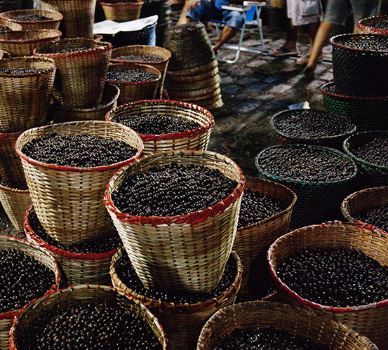 Melhoria da cadeia de suprimentos do açaí para um melhor sustento