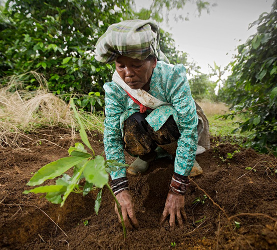 Empoderamento e sustentabilidade na agrofloresta