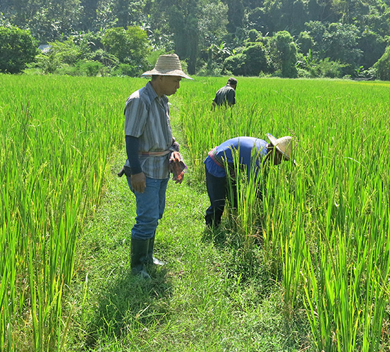 Alternative techniques and agroforestry for self-sufficiency and sustainability